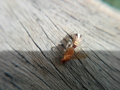 Salticidae