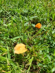 Marasmius vagus