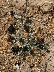 Atriplex fruticulosa