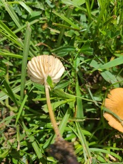 Marasmius vagus