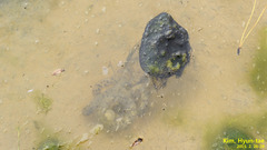 Hynobius quelpaertensis