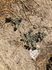 Atriplex fruticulosa