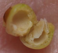 Andricus mamillaformis
