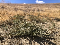 Atriplex minuscula