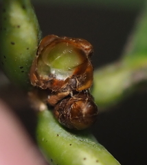 Andricus mamillaformis