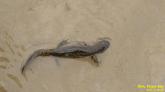 Hynobius quelpaertensis