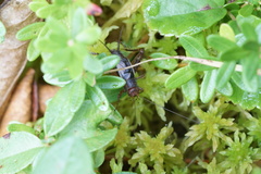 Allonemobius tinnulus