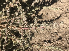 Atriplex minuscula