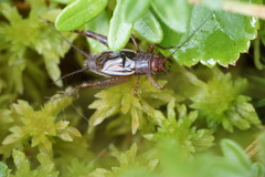 Allonemobius tinnulus