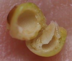 Andricus mamillaformis