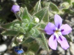 Jamesbrittenia fruticosa