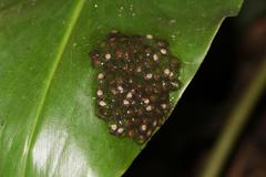 Natalobatrachus bonebergi