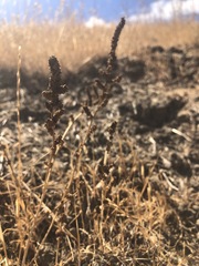 Extriplex joaquinana