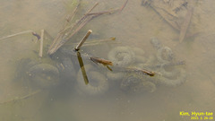 Hynobius quelpaertensis