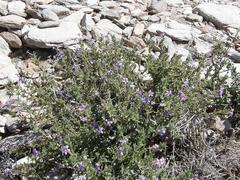 Jamesbrittenia fruticosa