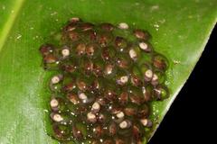 Natalobatrachus bonebergi