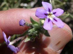 Jamesbrittenia fruticosa