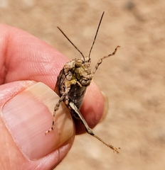 Derotmema haydenii