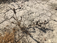 Extriplex joaquinana