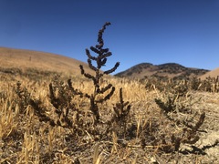 Extriplex joaquinana