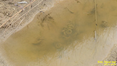 Hynobius quelpaertensis