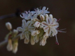 Eriogonum wrightii trachygonum
