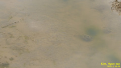 Hynobius quelpaertensis