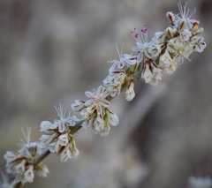 Eriogonum wrightii trachygonum