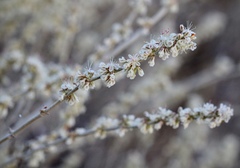 Eriogonum wrightii trachygonum