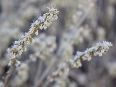 Eriogonum wrightii trachygonum