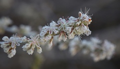 Eriogonum wrightii trachygonum