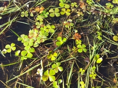 Marsilea ancylopoda