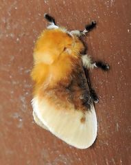 Megalopyge bissesa
