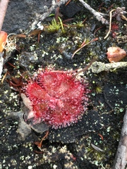 Drosera natalensis
