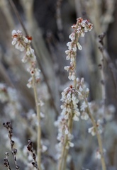 Eriogonum wrightii trachygonum