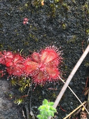 Drosera natalensis