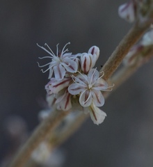 Eriogonum wrightii trachygonum