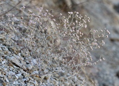 Eriogonum angulosum