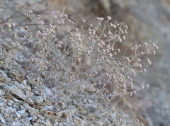 Eriogonum angulosum