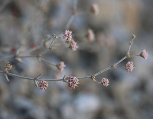 Anglestem Buckwheat