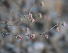 Eriogonum angulosum
