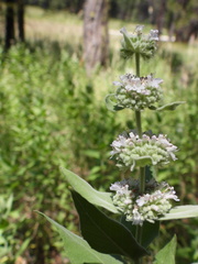 Pycnanthemum californicum