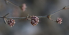Eriogonum angulosum