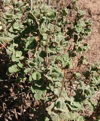 Pseudodictamnus hirsutus