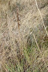 Himantoglossum hircinum