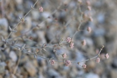 Eriogonum angulosum
