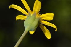 Othonna coronopifolia