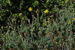 Othonna coronopifolia