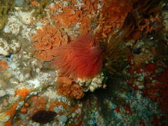 Protula bispiralis
