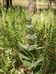 Pycnanthemum californicum